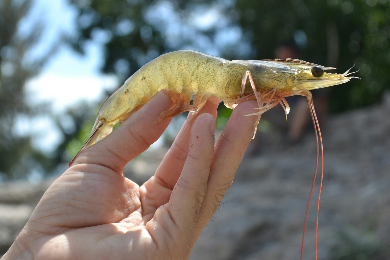 Goal of the organization is to improve the quality of life for marine organisms.
