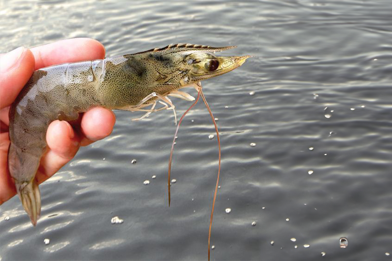 Shrimp products