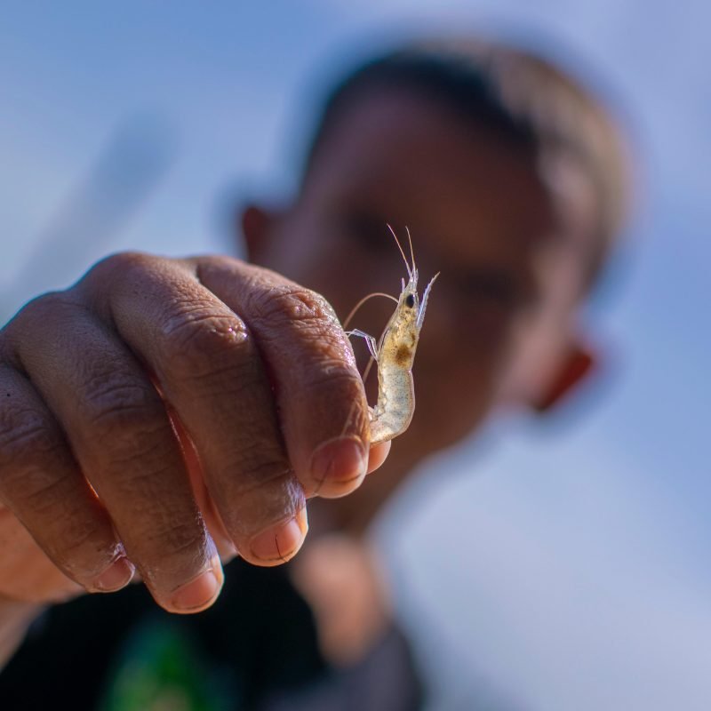 We are working for healthy Aquaculture